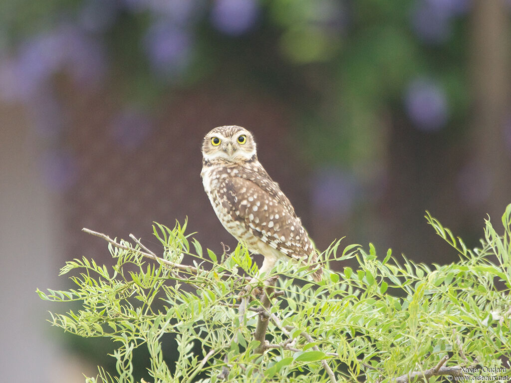 Burrowing Owl