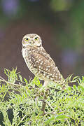 Burrowing Owl