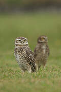 Burrowing Owl