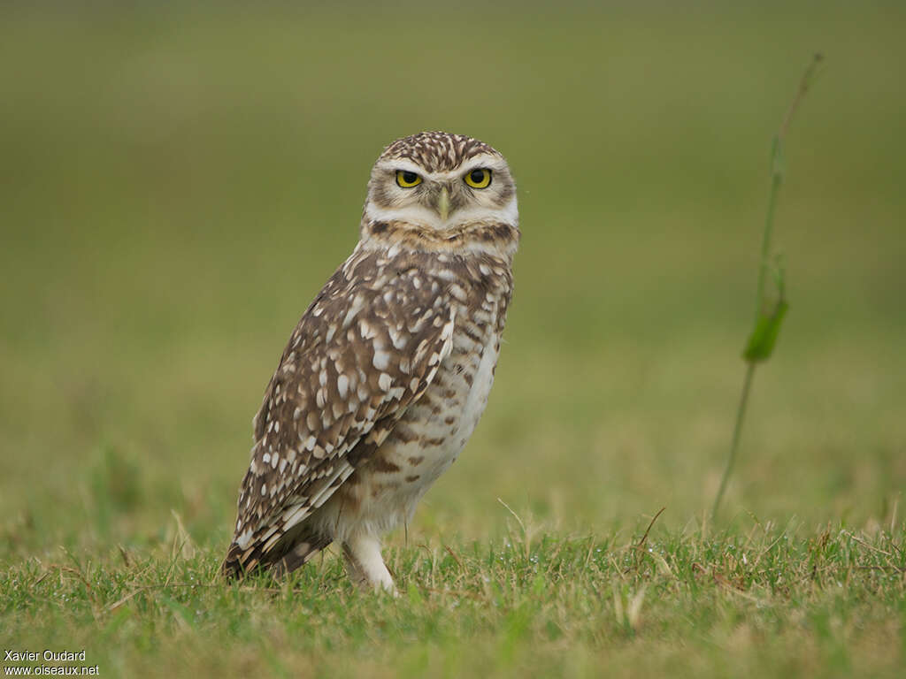 Burrowing Owladult, identification