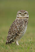 Burrowing Owl