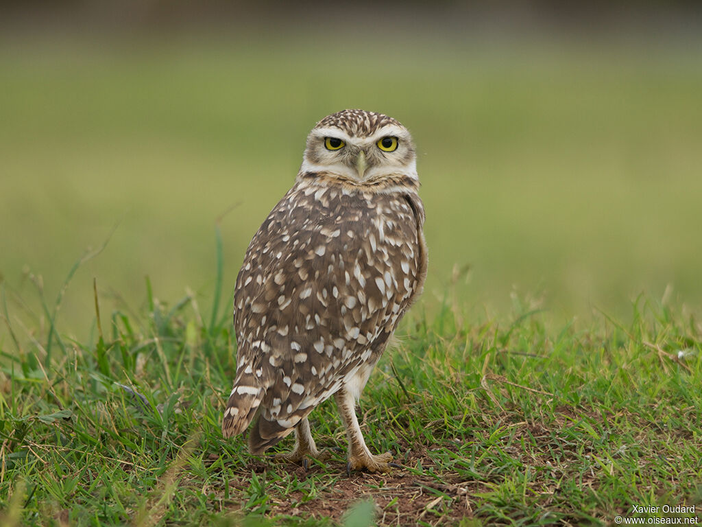 Burrowing Owl