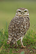 Burrowing Owl