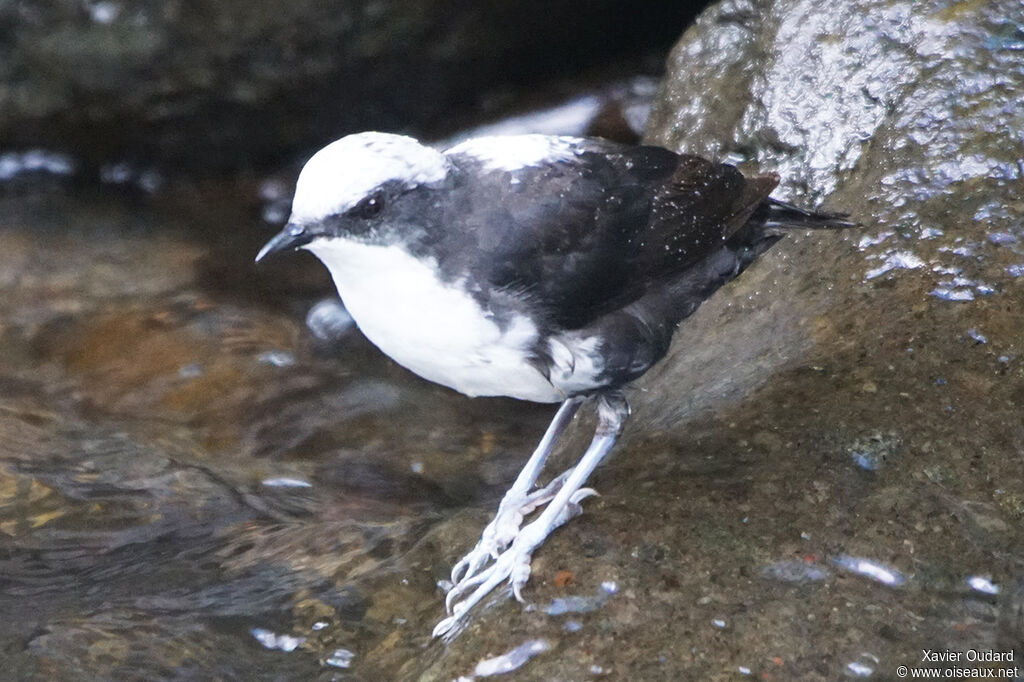 White-capped Dipper