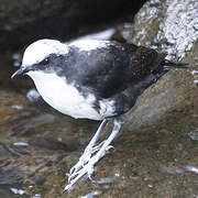 White-capped Dipper