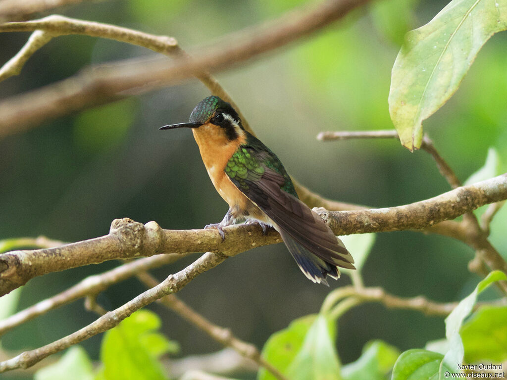 Colibri à gorge pourprée femelle