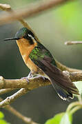 Colibri à gorge pourprée