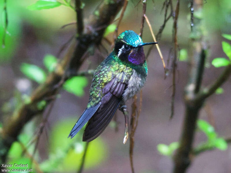Colibri à gorge pourprée mâle adulte, identification