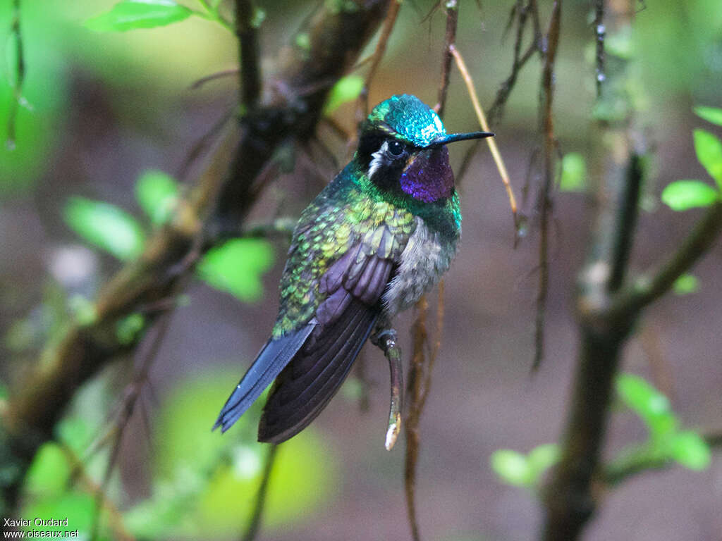 Colibri à gorge pourprée mâle adulte, identification