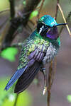 Colibri à gorge pourprée