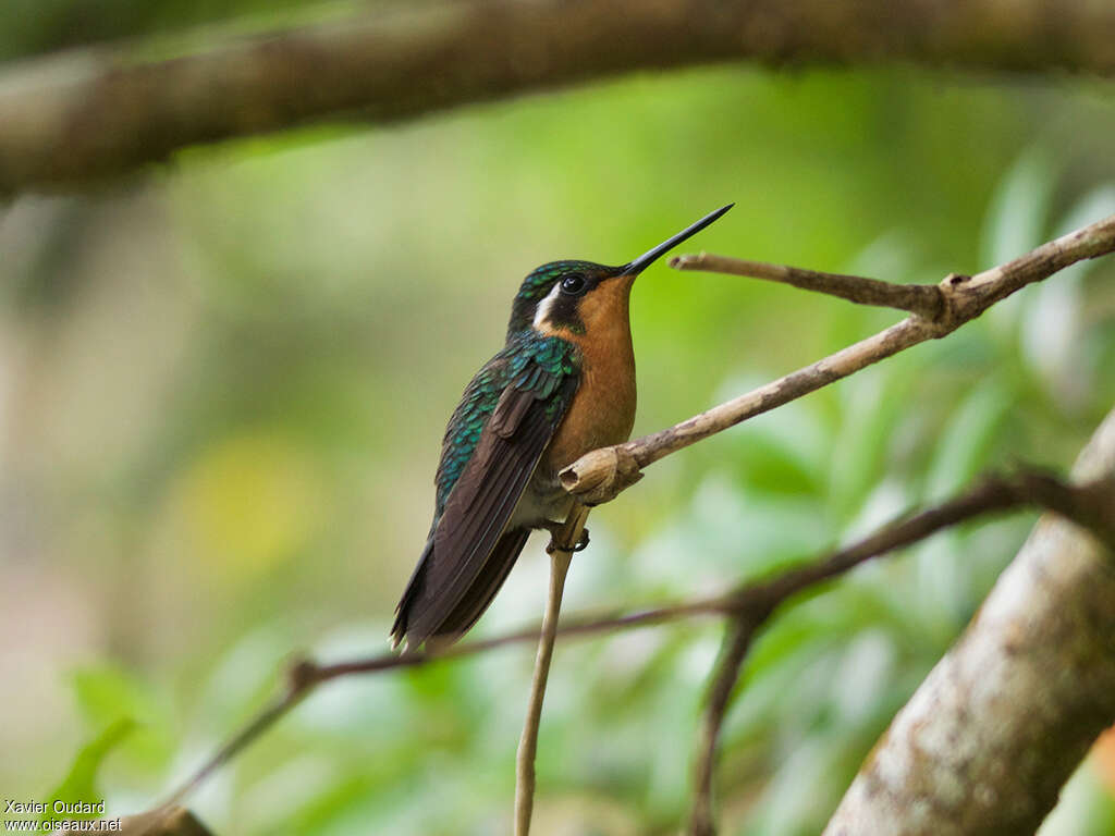 Purple-throated Mountaingem female adult, identification