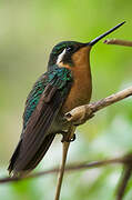 Purple-throated Mountaingem