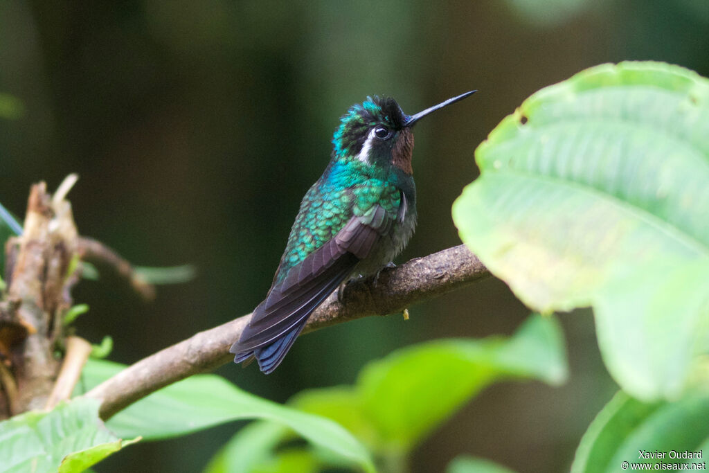 Purple-throated Mountaingem