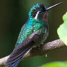 Colibri à gorge pourprée