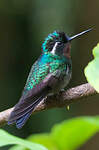 Colibri à gorge pourprée