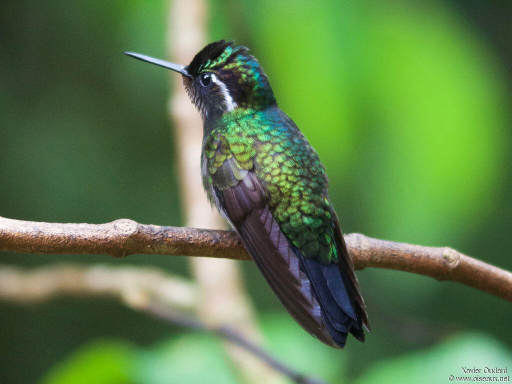 Purple-throated Mountaingem male