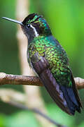 Purple-throated Mountaingem