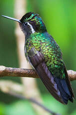 Colibri à gorge pourprée