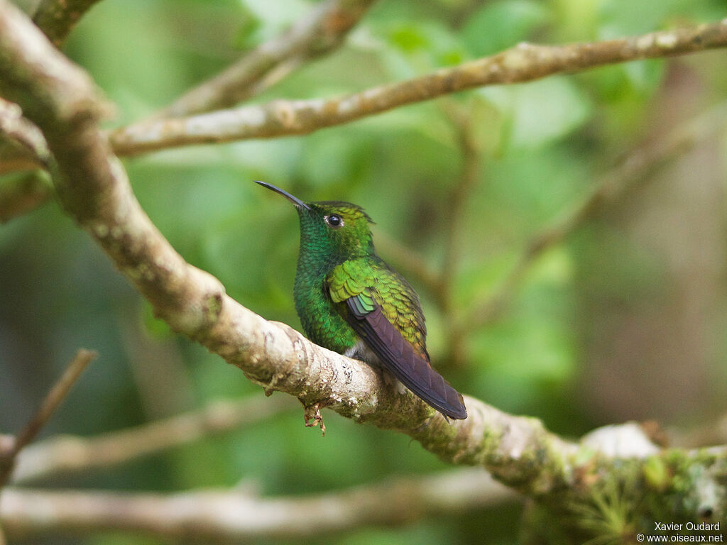 Colibri à tête cuivrée