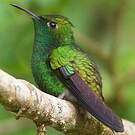 Colibri à tête cuivrée