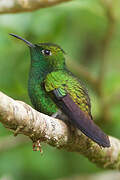 Coppery-headed Emerald