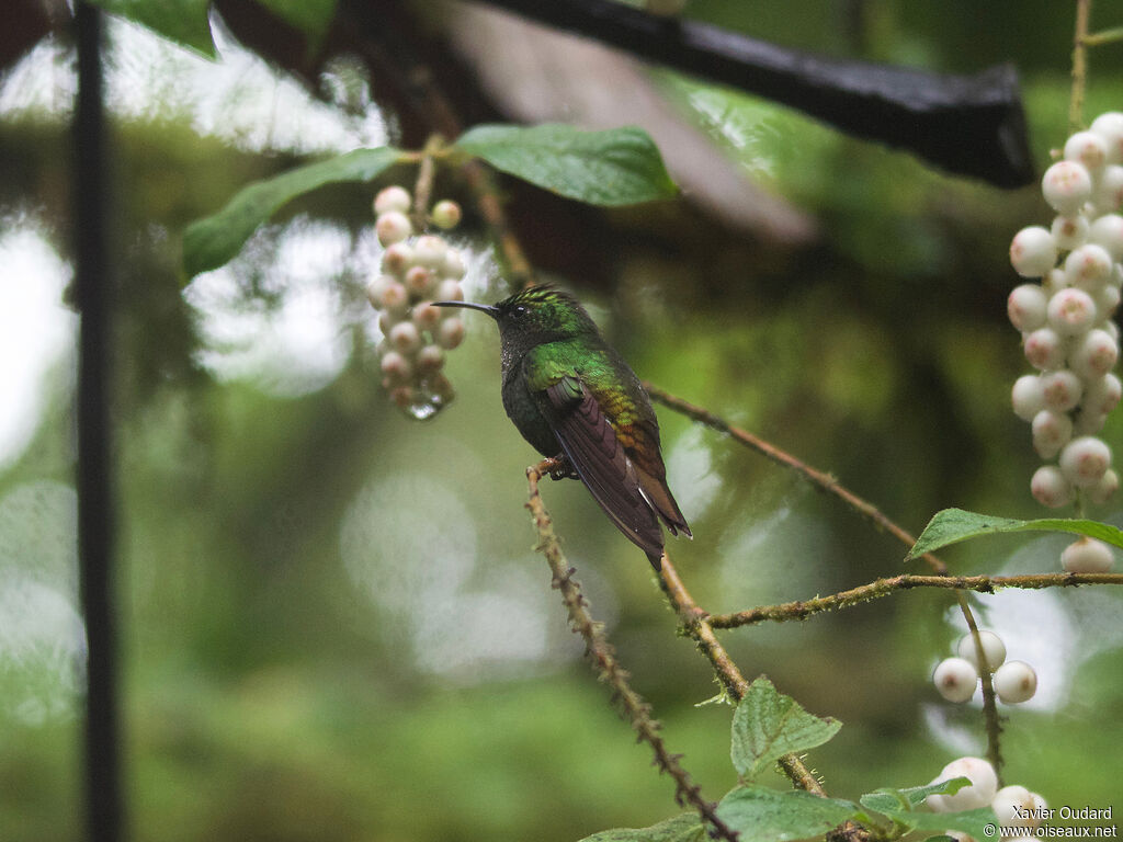 Coppery-headed Emerald