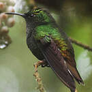 Colibri à tête cuivrée