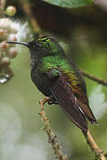 Coppery-headed Emerald