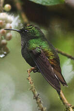 Colibri à tête cuivrée