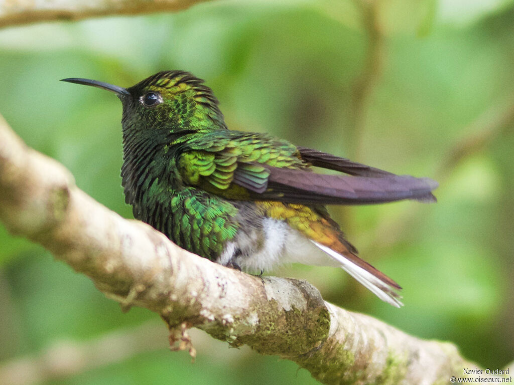 Coppery-headed Emerald