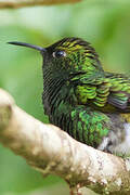 Colibri à tête cuivrée