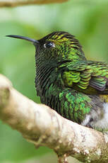 Colibri à tête cuivrée