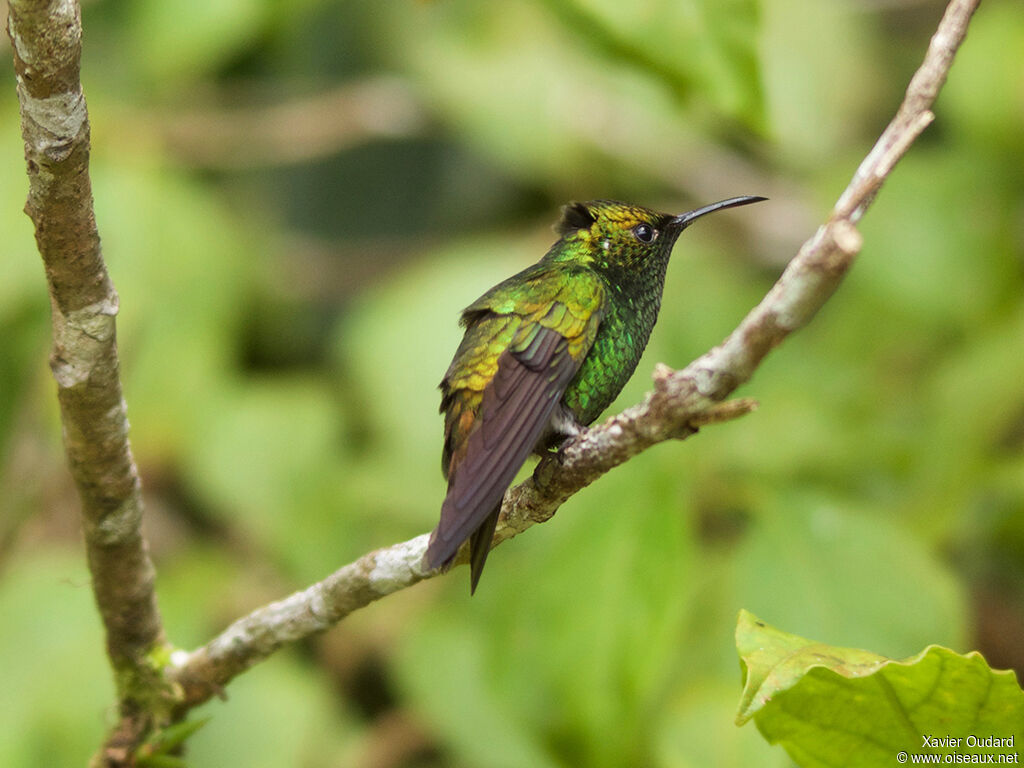 Coppery-headed Emerald