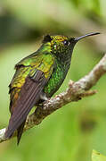 Coppery-headed Emerald