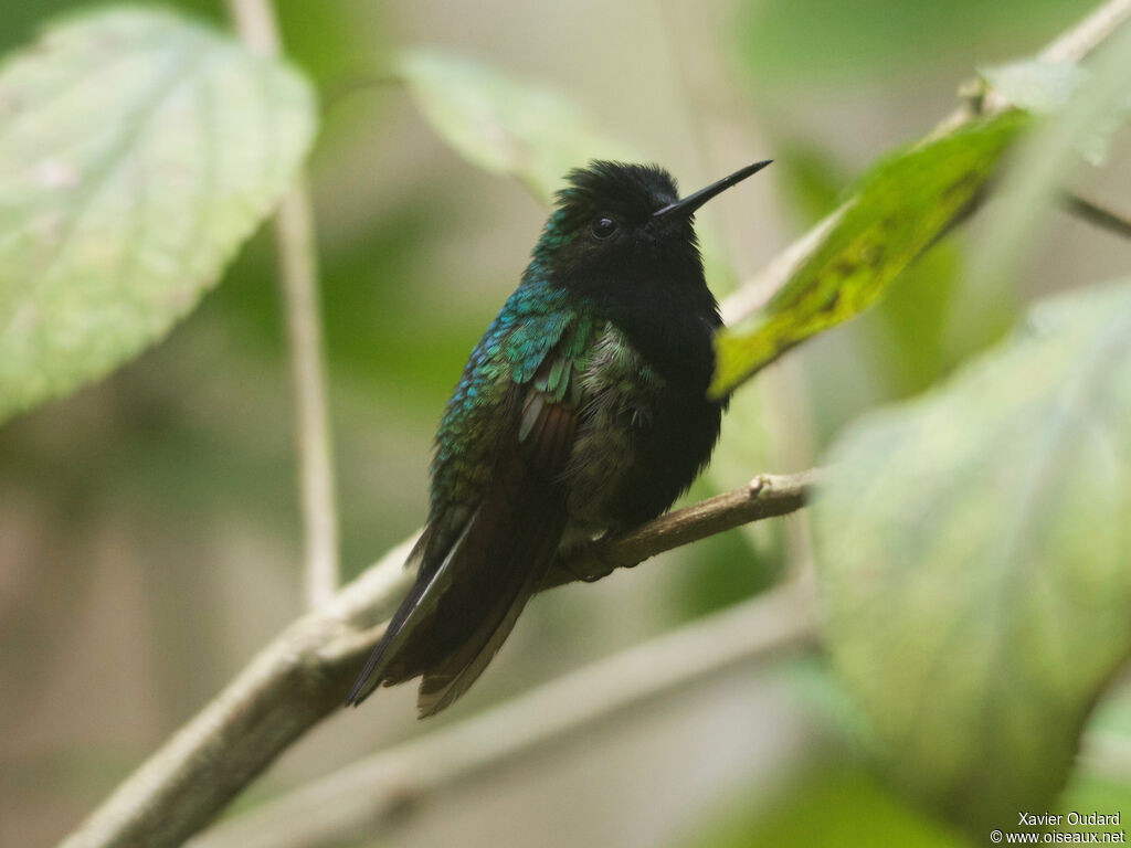 Colibri à ventre noir