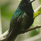 Colibri à ventre noir