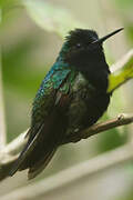 Black-bellied Hummingbird