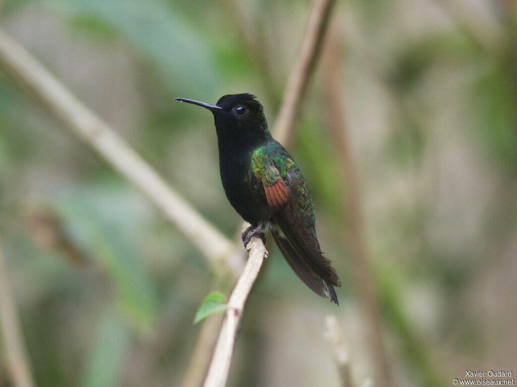 Black-bellied Hummingbird