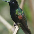 Colibri à ventre noir