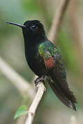 Colibri à ventre noir