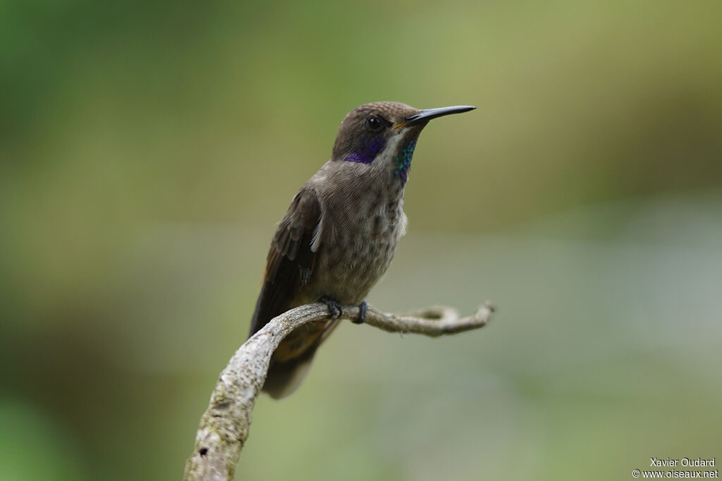 Brown Violetear