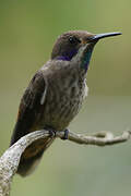 Brown Violetear