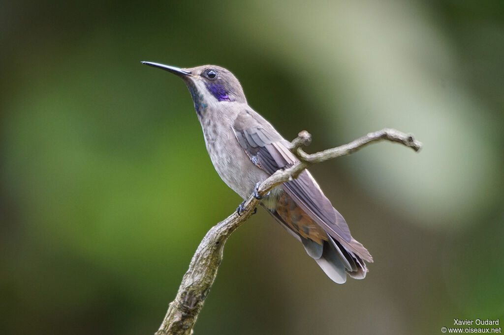 Brown Violetear