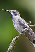 Brown Violetear