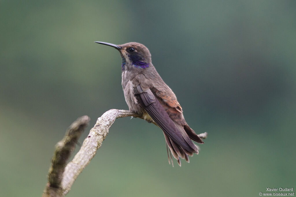 Colibri de Delphine