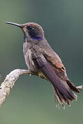 Brown Violetear