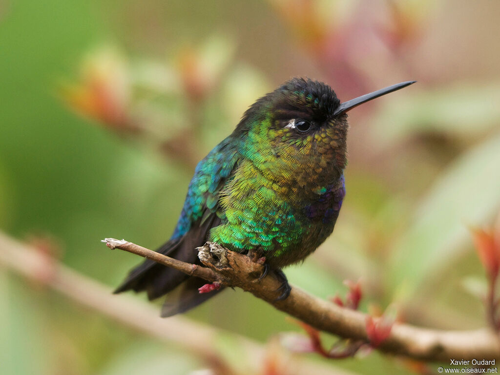 Fiery-throated Hummingbird