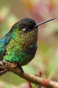 Fiery-throated Hummingbird