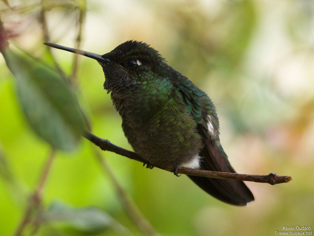 Fiery-throated Hummingbird