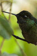 Fiery-throated Hummingbird